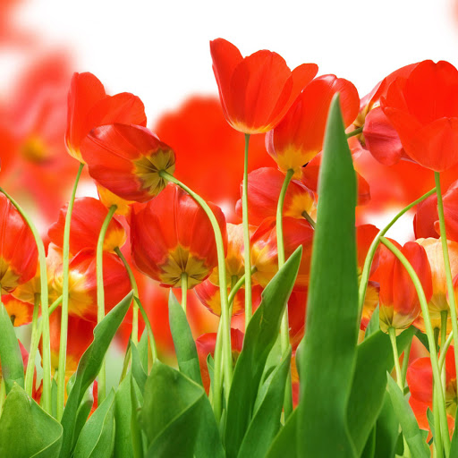 Hd-172467-ascw172467