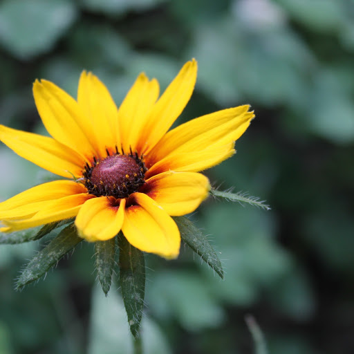 Hd-151815-ascw151815