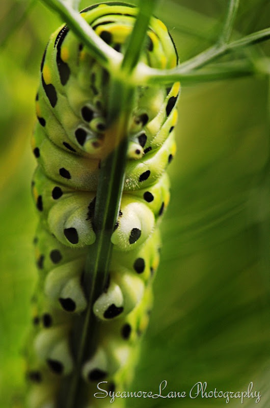 swallowtail caterpillar-1