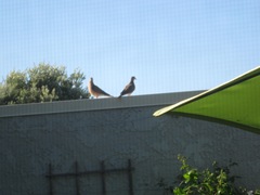 072512 mourning doves