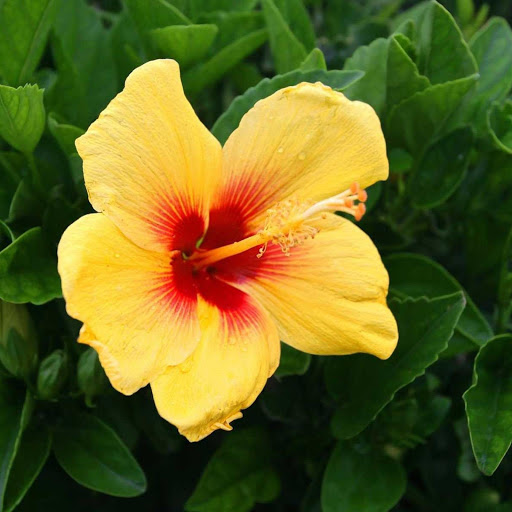 Hd-177035-ascw177035