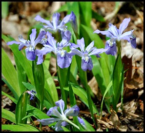 04 - Spring Wildflowers - Crested Dwarf Iris
