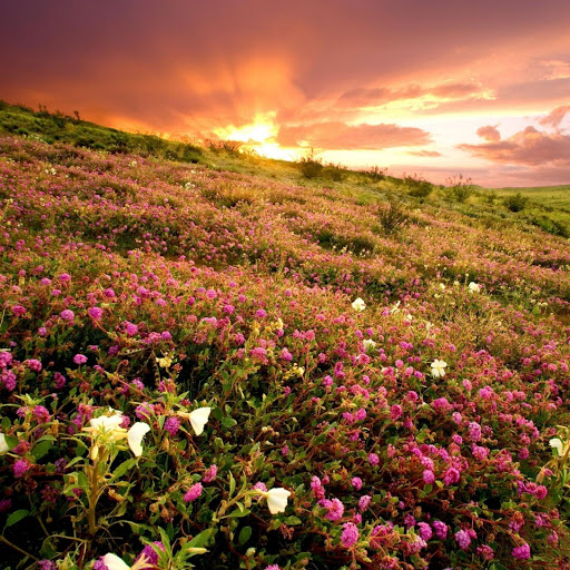 Hd-132499-ascw132499