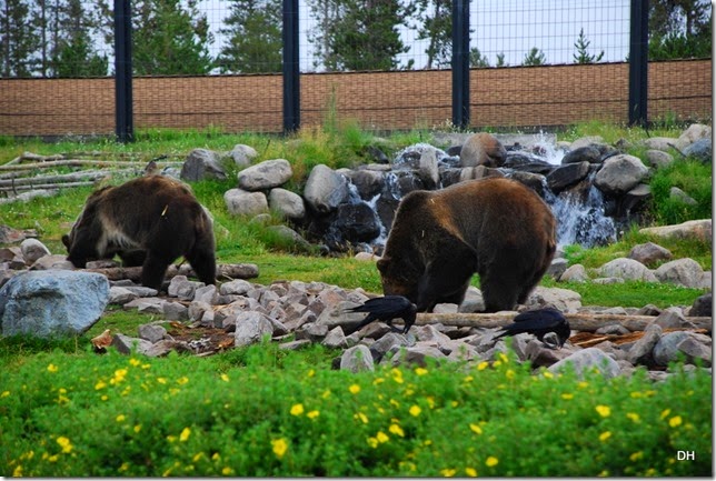 08-06-14 Grizzly and Wolf Discovery Center (120)