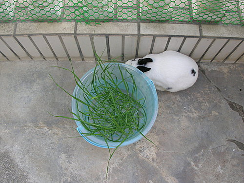 愛麗絲 兩隻兔子 牧草之王 紫花苜蓿