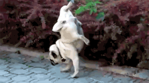 [perro%2520anda%2520sobre%2520patas%2520delanteras%255B3%255D.gif]