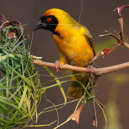 Hd-180085-ascw180085