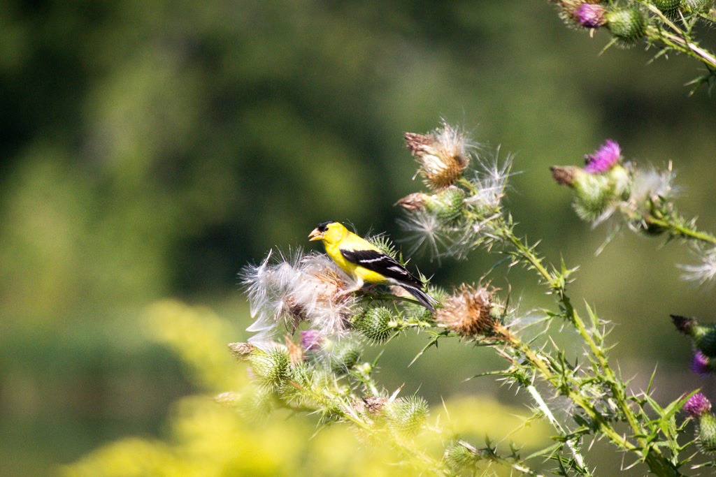 [goldfinch%2520in%2520the%2520thistle%2520seeds%255B5%255D.jpg]