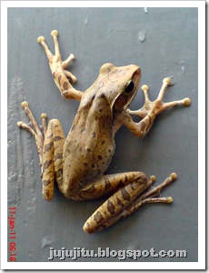 Polypedates leucomystax_Katak Pohon Bergaris_Stripped Tree Frog 3