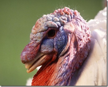 turkey-head