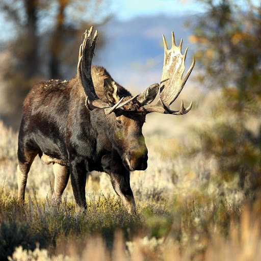 Hd-132131-ascw132131