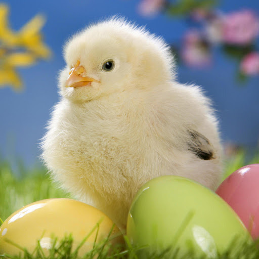 Hd-170421-ascw170421