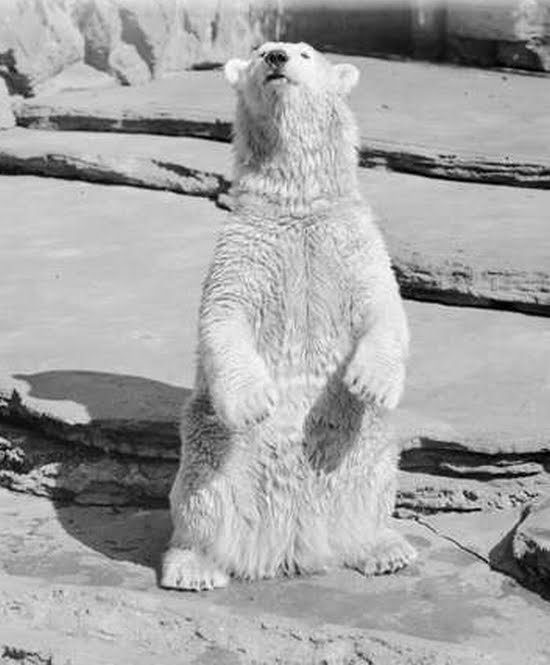 Historical accounts: bears  big cat interactions