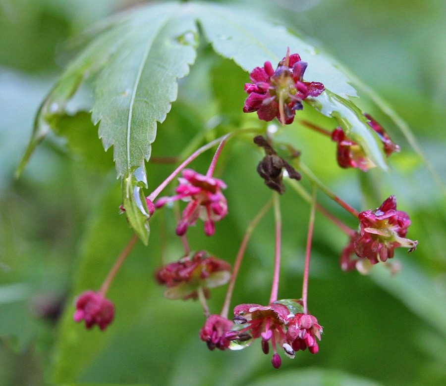 [120325_Acer-palmatum_04%255B4%255D.jpg]