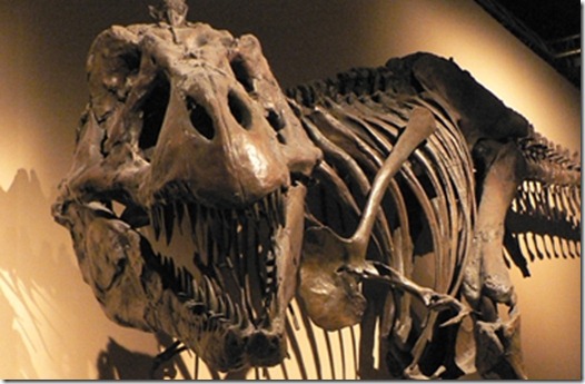 fosilesdinosaurios01