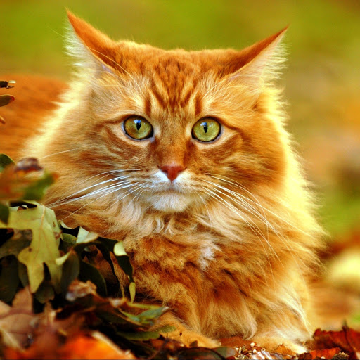 Hd-142179-ascw142179