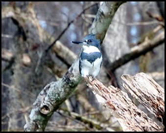 08 - Animals - Belted Kingfisher