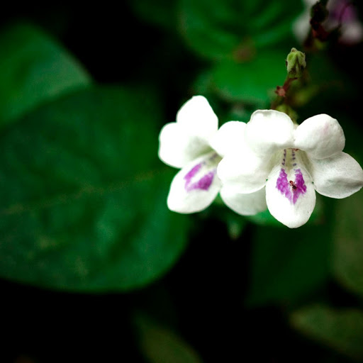 Hd-138030-ascw138030