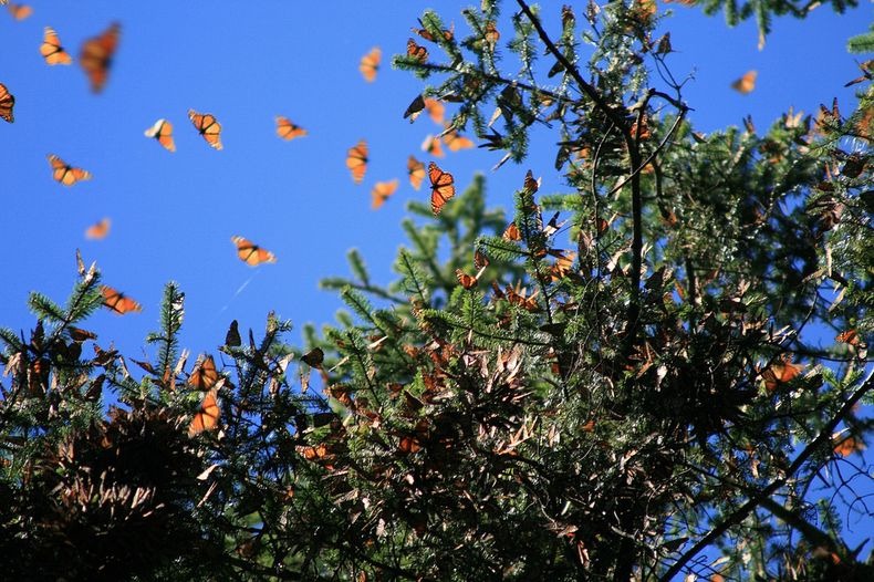 monarch-migration-18 monarch-migration-18