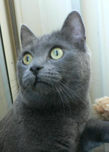 Scared-looking-cat