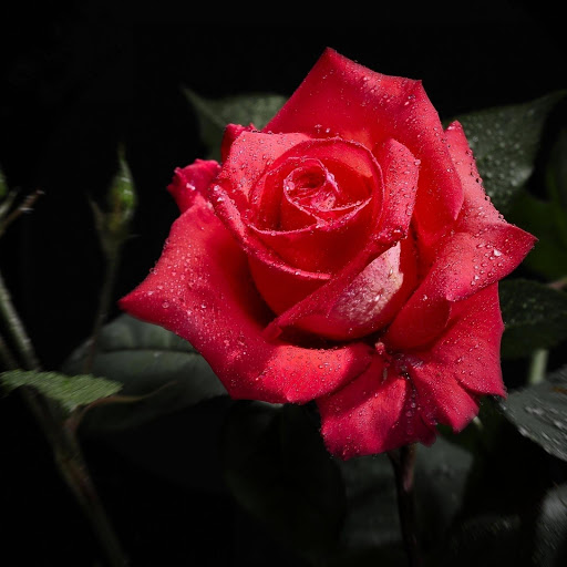 Hd-181846-ascw181846