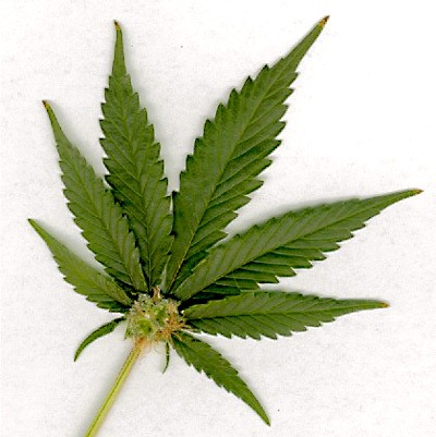 [marijuana-leaf%255B3%255D.jpg]