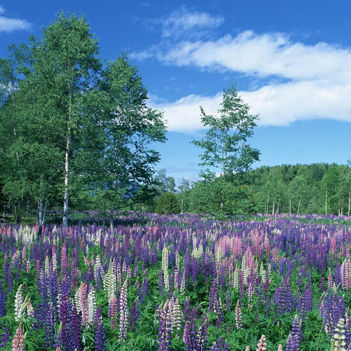 Hd-167497-ascw167497