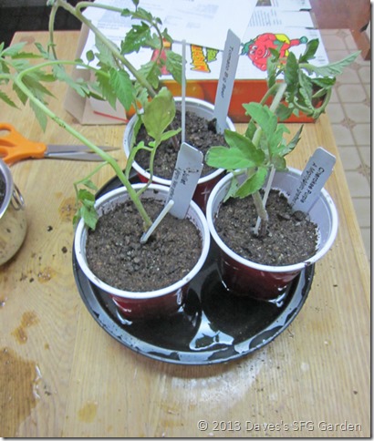 potted_plants