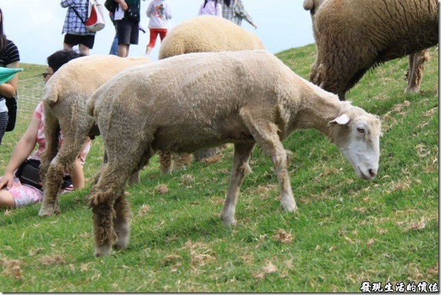 清境農場-綿羊秀