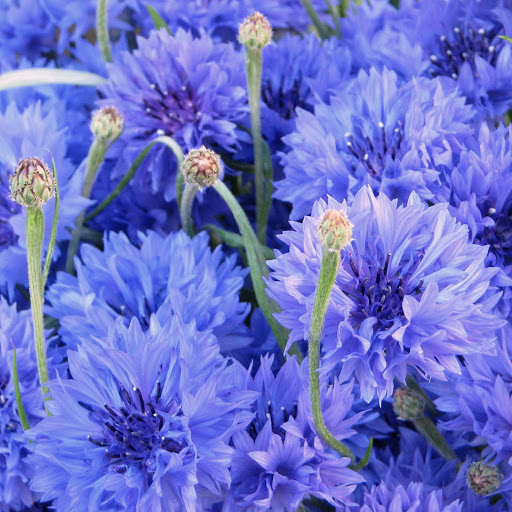 Hd-164389-ascw164389