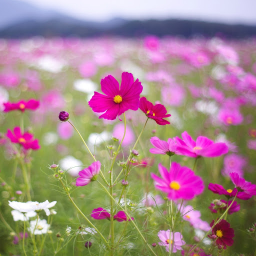 Hd-144313-ascw144313