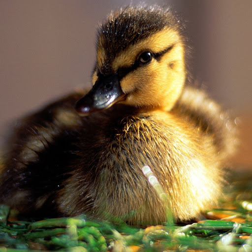 Hd-146611-ascw146611