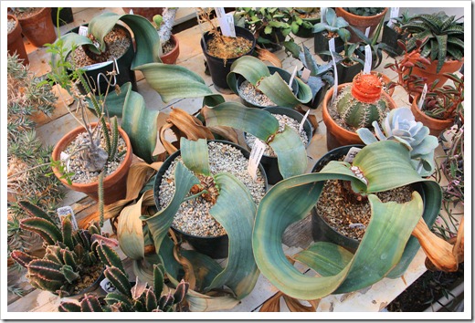 130202_UCDavis_Welwitschia-mirabilis_07