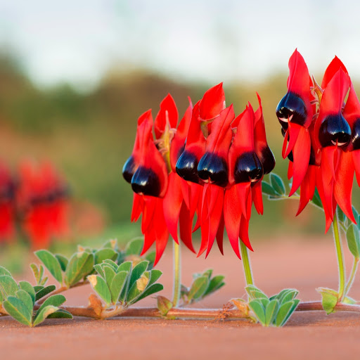 Hd-179970-ascw179970