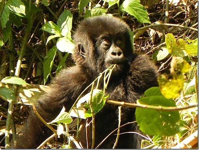 Rwanda_Gorillas (3)