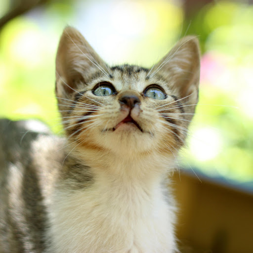 Hd-158961-ascw158961