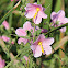 Salt Marsh Mallow