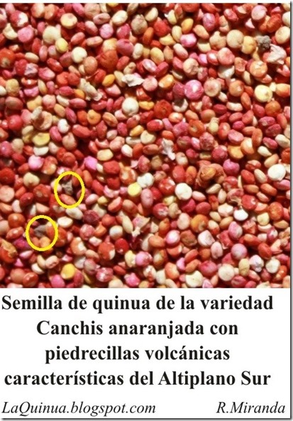 Semilla de Quinua de la variedad Canchis