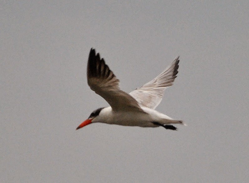 [02f---birds---Caspian-Tern1.jpg]