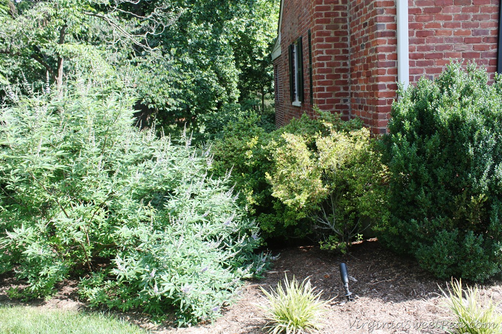 [Azalea-Before62.jpg]