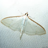 White-spotted Palpita Moth