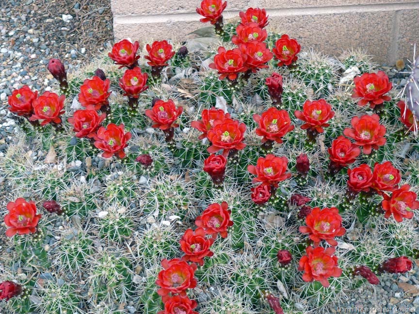 [Montezuma-Castle-Cactus-Flowers1%255B3%255D.jpg]