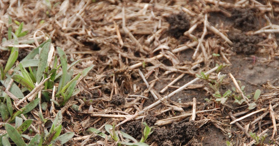 Gaia Garden: The Worms Crawl In, The Worms Crawl Out....