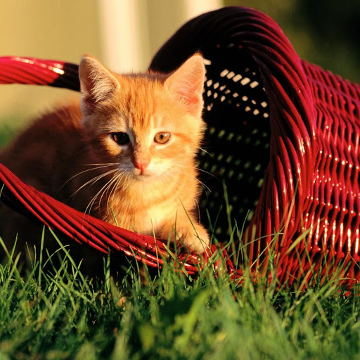 Hd-141816-ascw141816