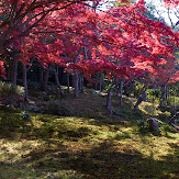 依水園,紅葉(PK3_0714,F8,31mm,K3)2014yaotomi_.jpg