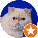 Image Google de Forever Star