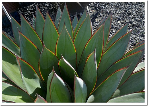 111001_succulent_gardens_agave_blue_glow_03_fixed