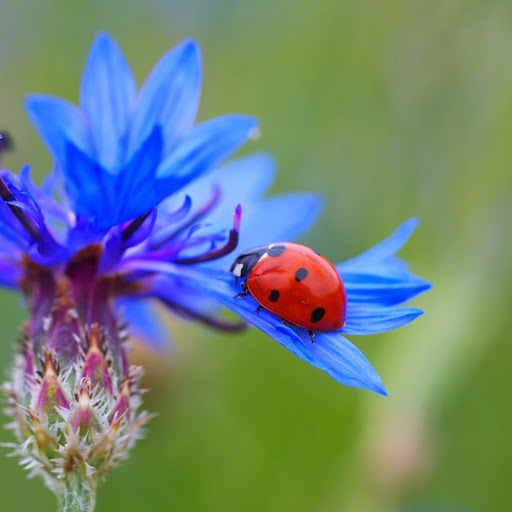 Hd-186353-ascw186353