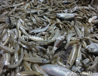 ikan Bilis di Tanjung Dawai 47