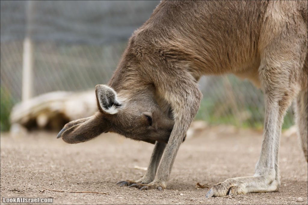 Ган Гуру - парк с кенгуру и другими австралийскими животными | Gan Guru | גן גורו | LookAtIsrael.com - Фото путешествия по Израилю